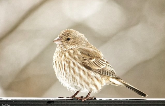 bird1